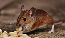 24 Hour & Emergency Exterminators in Marion, ND